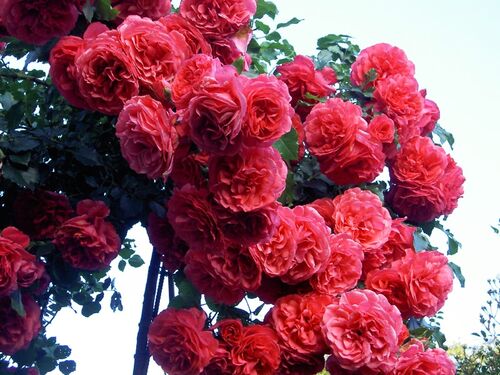 Роза плетистая Розариум Ютерсен (Rosarium Uetersen)
